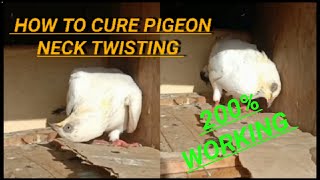 HOW TO CURE PIGEON NECK TWISTING | IN KANNADA | ROAD TO 2K SUBS | #kannadapigeons     #pigeons