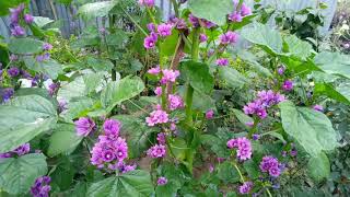 Malva flower plant care and update video