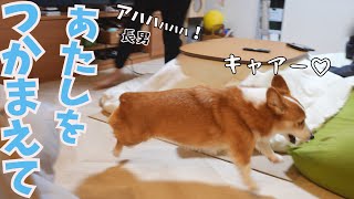 大好きな長男との追いかけっこがカップルみたいなコーギー犬