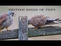 British birds of prey