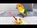 クリスマスはインコにとっても特別なイベント？！華麗なダンスを披露してくれました【シロハラインコ】