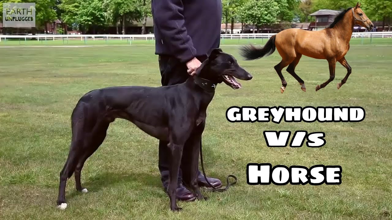 Can A Greyhound Outrun A Horse