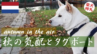 柴犬柿丸 秋はすぐそこ Autumn is just around the corner【ロッテルダムいつもの散歩】Kaki-Maru the Shiba Inu