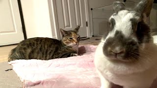 Jealous bunny has no patience for cats