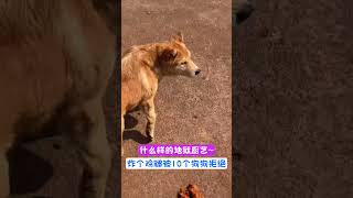 什么样的地狱厨艺，炸个鸡腿被十个狗狗拒绝 #主人 #可愛 #cat #cute #可愛い #funny #搞笑#dog #doglover #cooking