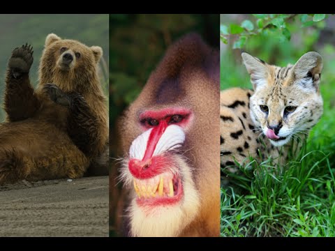 19 Exotic Animals Banned As Pets In Texas 19 Exotic Animals Banned As Pets In Texas