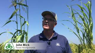 Grain Sorghum Off Type Plants: Non-Rhizome Forming Grassy Out Crosses