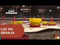 Avicultura: Iluminação para frango de corte | Ligados & Integrados - 20/08/2024