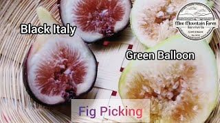 Black Italy, Green Balloon​ Fig Picking เก็บมะเดื่อฝรั่ง