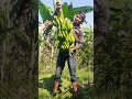 Panen pisang ambon mulus #shorts eps 205