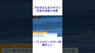 子を守るためアザラシが海水浴客に攻撃    ハワイのビーチが一時騒がしい