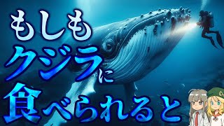 【疑問】クジラに食べられるとどうなるのか？【解説】