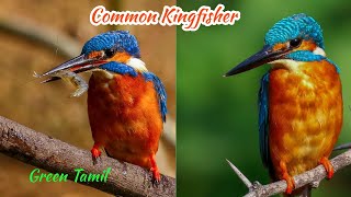 Common Kingfisher / மீன்கொத்திப் பறவை மீனைப் பிடிக்கும் அற்புதக் காட்சி / Green Tamil