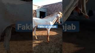 Fakhr-e-punjab makhi cheena breeder mashallha