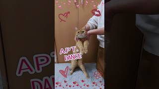 Apt. Dance🎶 dancing cat latte🐱🇯🇵 【 ROSÉ ＆ Bruno Mars 】 아파트 ［ 猫のラテがAPTダンス踊ってみた ］