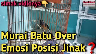 Murai Over Emosi Posisi Jinak❓️ Simak Vidionya❗️