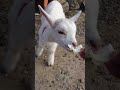 しろとり動物園のこやぎ