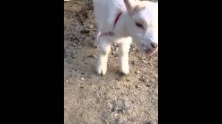 しろとり動物園のこやぎ