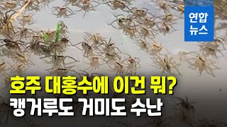 대홍수 나자 집에 거미 우글우글…\