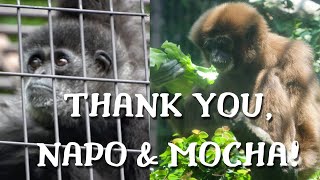 追悼シロテテナガザル夫婦ナポとモカ TRIBUTE TO NAPO \u0026 MOCHA the lar gibbon couple for 44 yrs together at Ueno Zoo