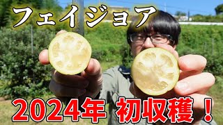 【初収穫】2024年のフェイジョアの収穫がスタート。アハートを試食2024.10.01【feijoa】