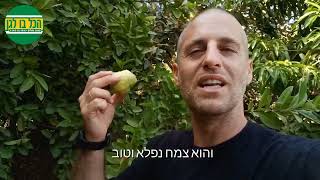 שני סוגים של אנשים בעולם - אוהבים או לא אוהבים גויאבות?