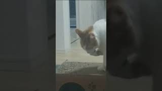  本日のニケ　お手々ペロペロ　#ねこ #猫動画 #cat