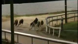 IGB - Gain Greyhound Nutrition Unraced  Final 03/05/2019 Race 7 - Newbridge