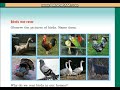 wonder world of birds evs class 4 malayalam explanation