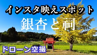 インスタ映えスポット【銀杏と祠】　千葉県大多喜町　ドローン空撮4K