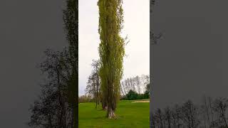 Swedish Columnar Aspen Tree @buhayayganyan #viral #trendingvideo #beautiful #amazing #trending