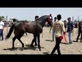 visavada horse show stallion ring visavada વિસાવાડા અશ્વ શો