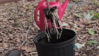 Potting Up an Air-Layer - Grow Everthing - Episode. 4