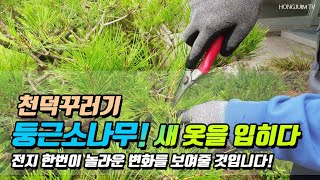 천덕꾸러기 둥근소나무! 새 옷을 입히다.. 전지 한번이 놀라운 변화를 보여줄 것입니다 / Pruning a beautiful pine tree 美しい松の木を剪定 056!