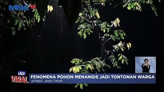 Fenomena Pohon Menangis di Jember, Air Memancar dari Sore hingga Malam #LintasiNewsSiang 03/11