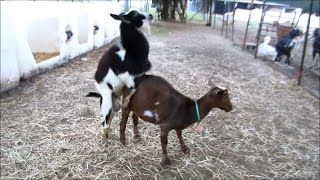 Nigerian Dwarf Goat Successful Breeding with Hunch Behavior