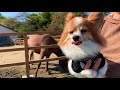 【愛犬と行く旅行 栃木・那須高原】那須どうぶつ王国　nasu animal kingdom【パピヨン犬ビビりなノエルくん】