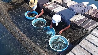 How Fishermen Keeps Fish Alive After Fishing - Giant Fish Farming