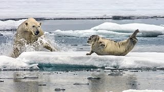 Polar bear VS seal