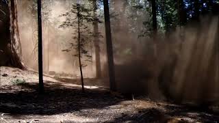 Two Giant Sequoias Falling