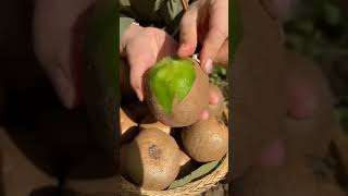 Cutting of 🥝 kiwi fruit #ytshort #organic #satisfying #garden #shorts #@Agriwithnika