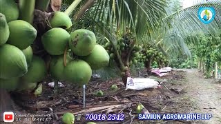 EP - 27 | Vietnam (SIAM Green) Coconut Farming In India Training by SK MD RAFIK | Dwarf Coconut