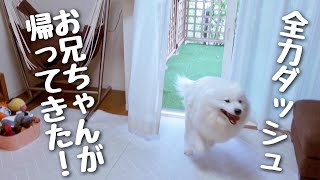 お兄ちゃんの帰宅に怒涛のシャトルランで喜びを披露するサニーです/サモエド samoyed