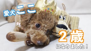 🐶愛犬ここの生誕祭！２歳になりました！／プレゼント開封したら案の定大興奮でした。【トイプードル】