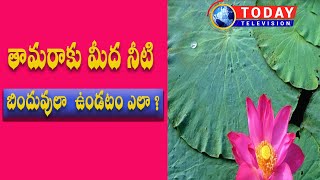 Today Television తామరాకు మీద నీటి బొట్టులా ఉండుట ఎలా ?