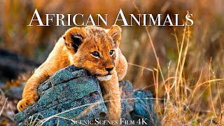 African Animals In 4K - The Great African Wildlife | Scenic Relaxation Film
