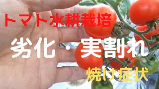 【トマト水耕栽培】劣化・実割れ・焼け果の症状