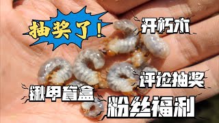 【秦岭虫社】抽奖了！进山开朽木开出几十只锹甲幼虫，视频结尾有福利，具体看评论区。