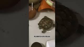 怎么让乌龟熟悉自己