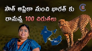 సౌత్ ఆఫ్రికా నుంచి భారత్ కురానున్న 100 చిరుతలు #wildlife #southafrica #india #cheetha